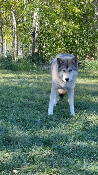 Yamnuska Wolfdog Sanctuary - Tours Near Me - Cochrane, Alberta