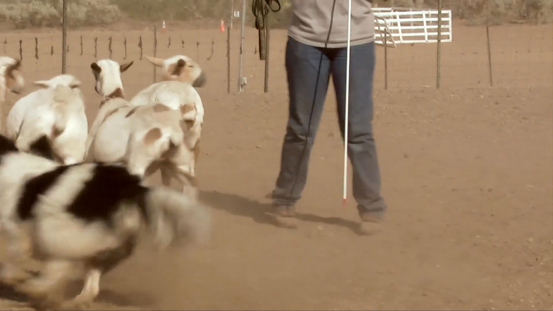 A trained sheepdog practices herding a small group of goats in an outdoor ranch pen before being sprayed with water to cool off.