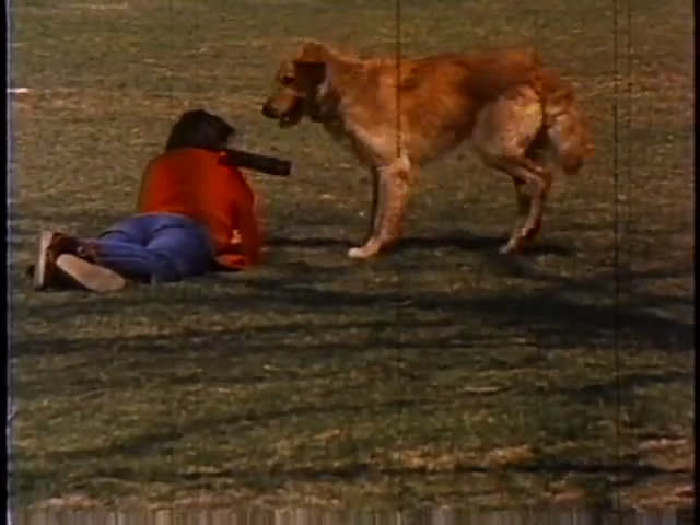 A dog rests on a porch while yawning before moving to a park to interact with a person in an open grassy area.