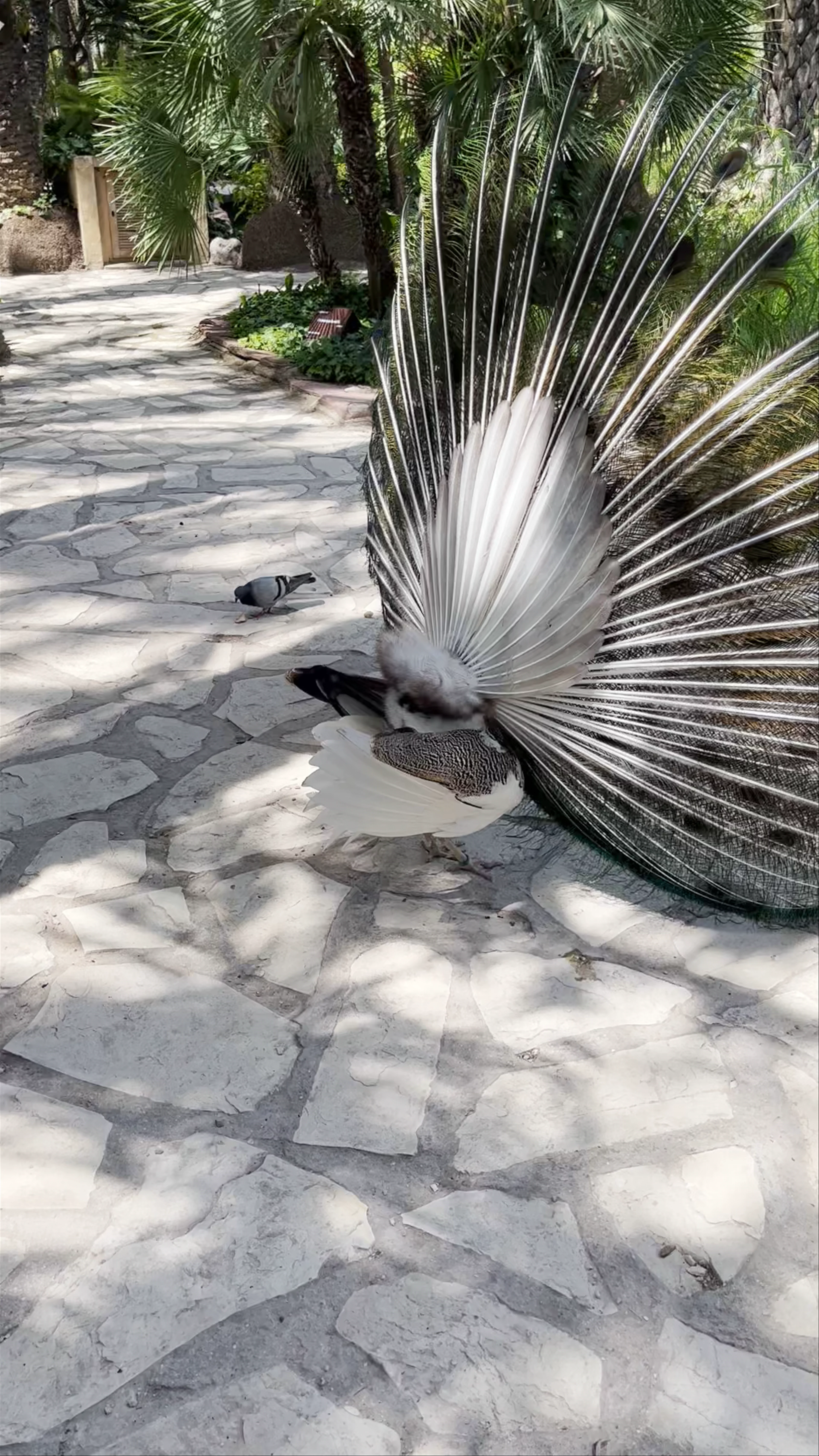 Jardín Huerto del Cura, Carrer Porta de la Morera, Elche, Spain