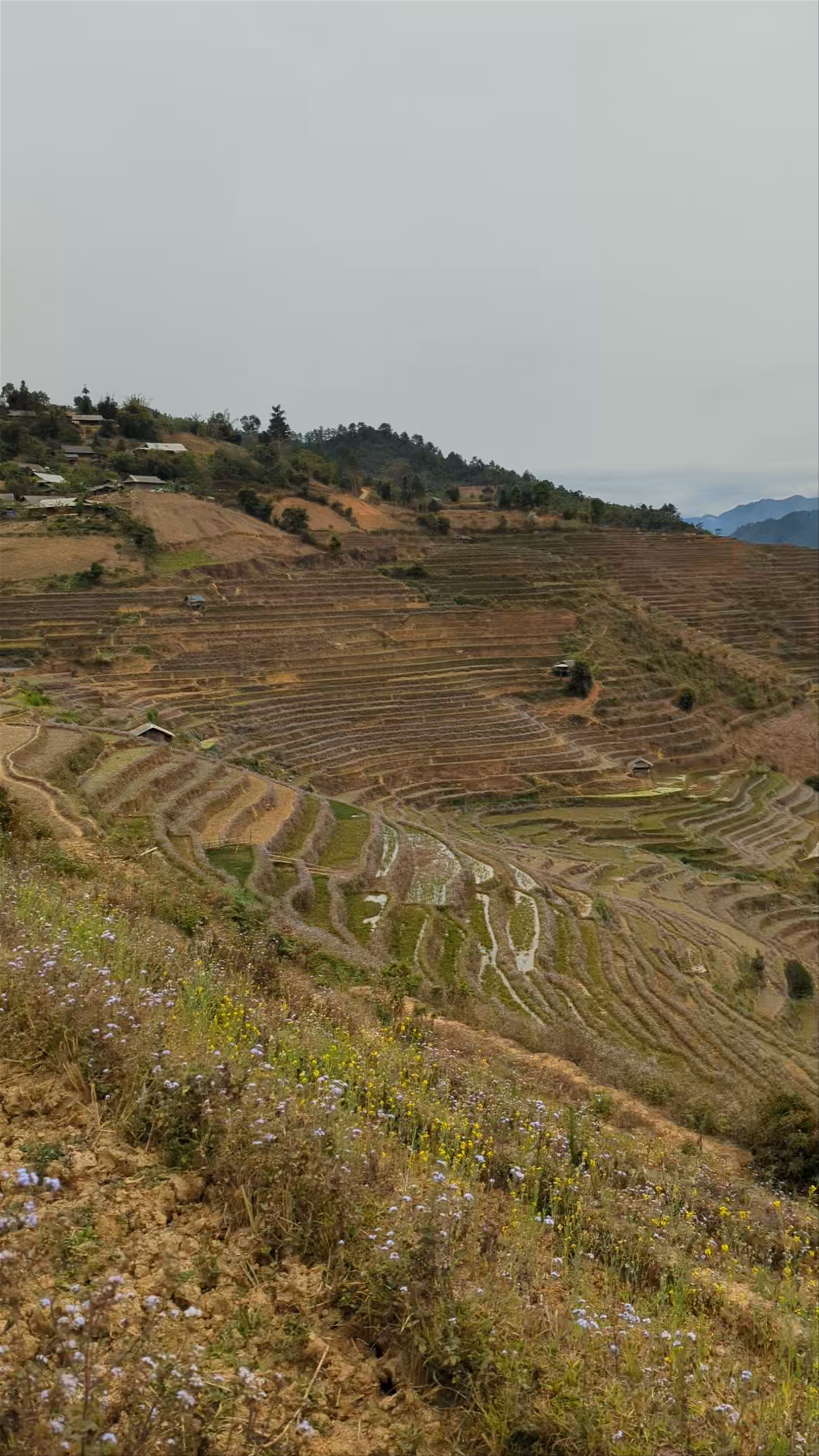 Rice Tray Viewpoint Mâm Xôi