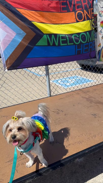 Bark Station - Cassie showing off at a pride event after being freshly groomed! - Pet Groomers Near Me - Burlingame, California