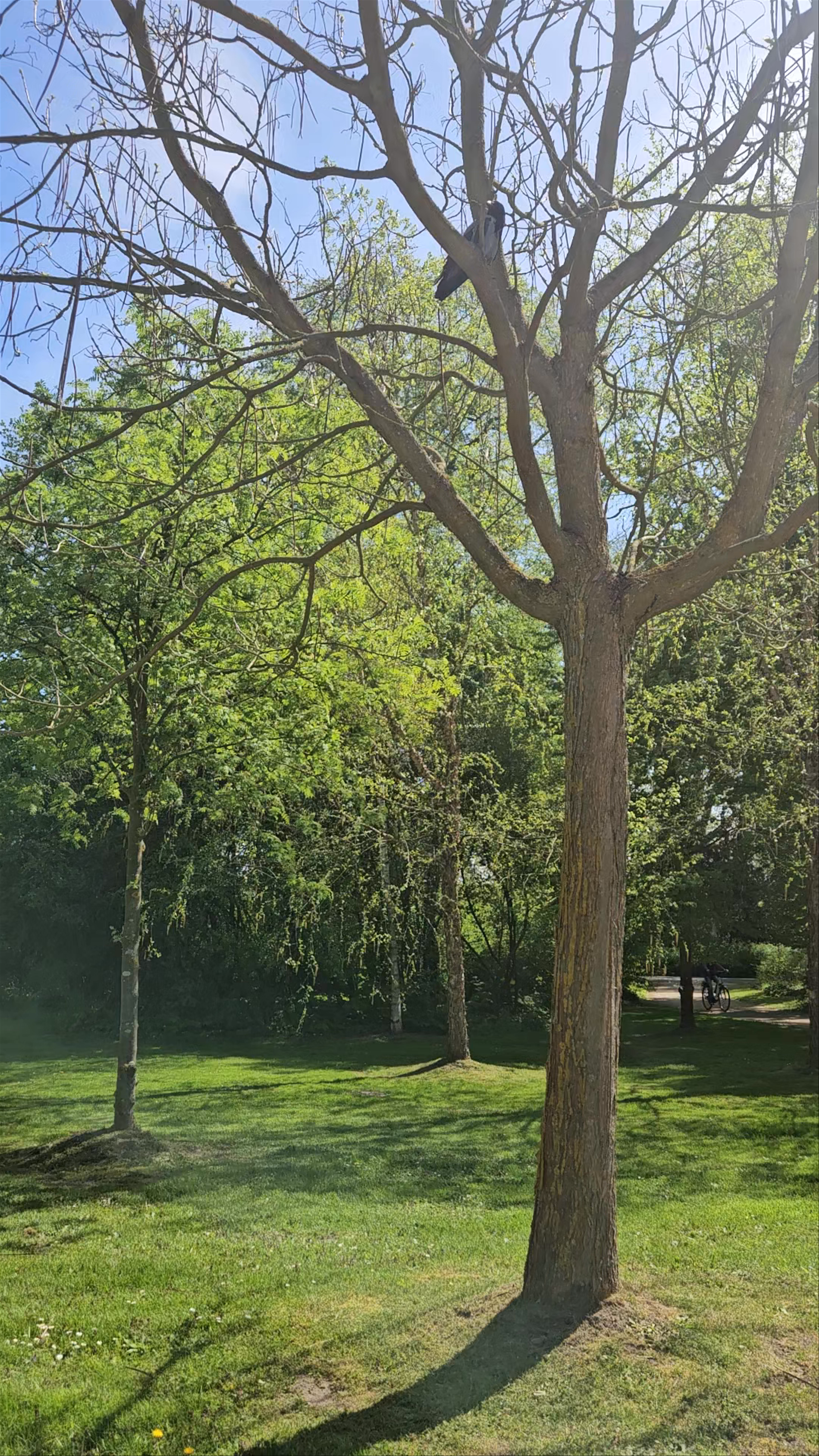 Pabellón Chino: Baroque Elegance and Tranquil Gardens in Potsdam