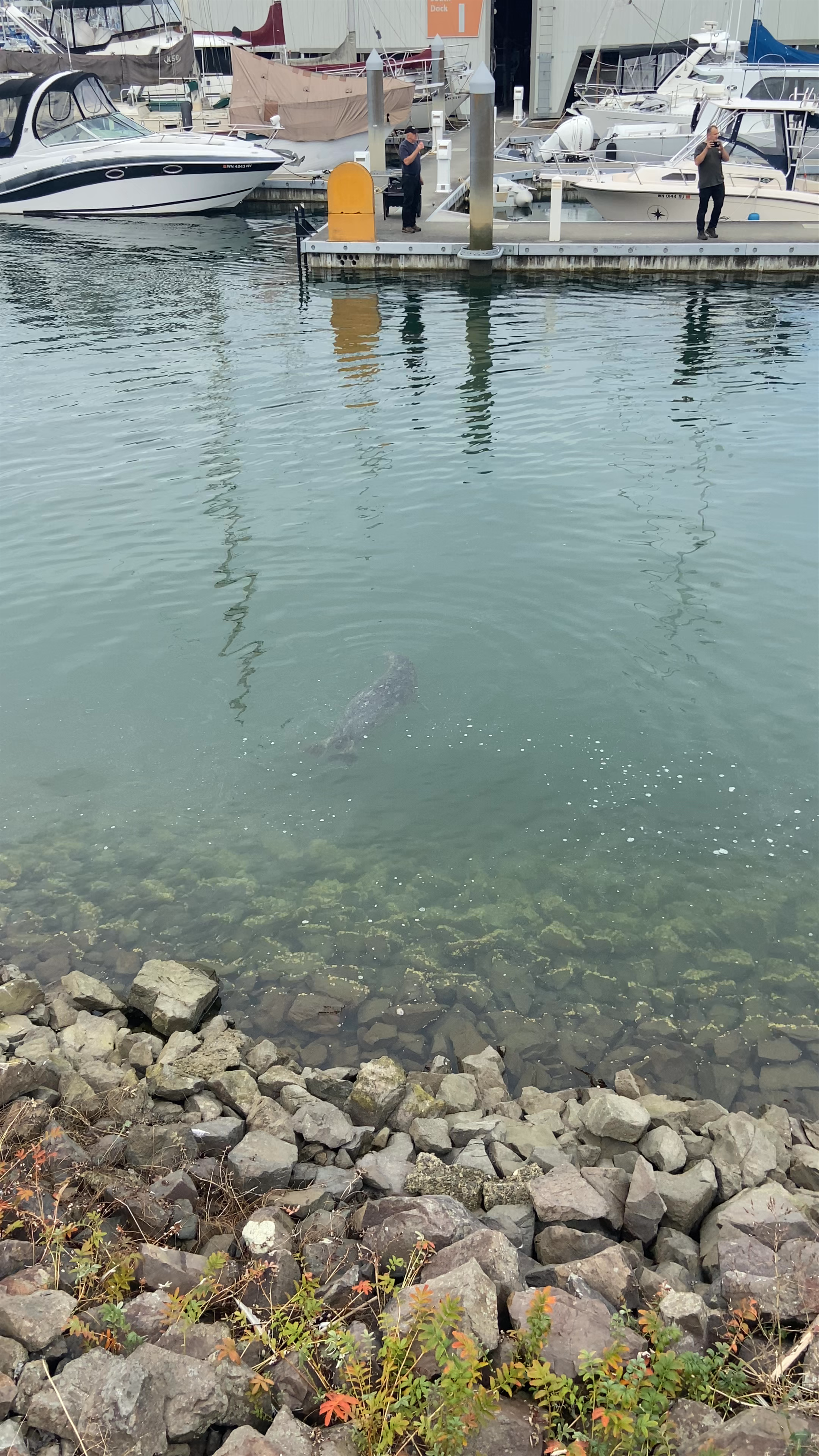 Seals at Everett Marina