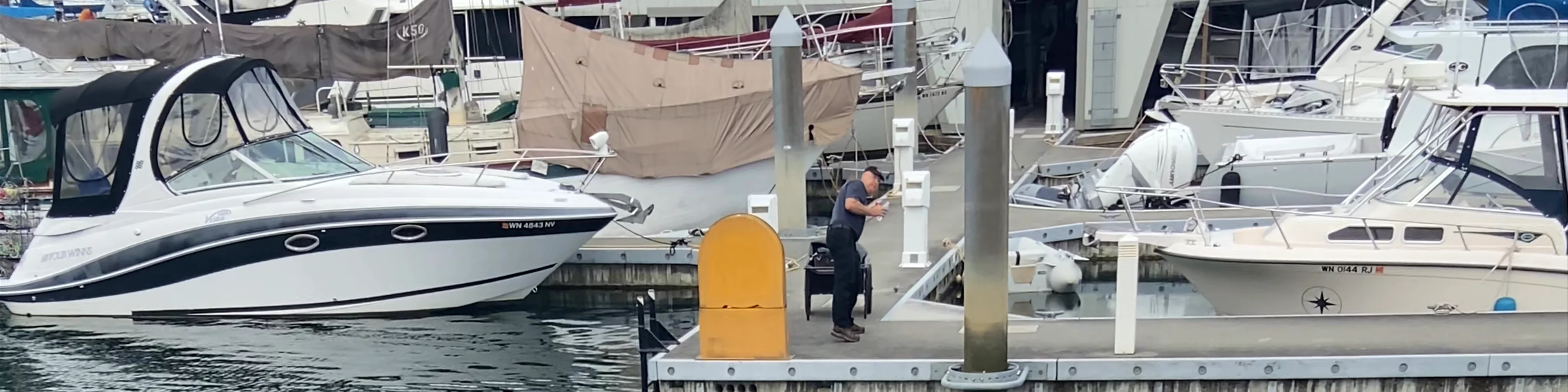 Seals at Everett Marina