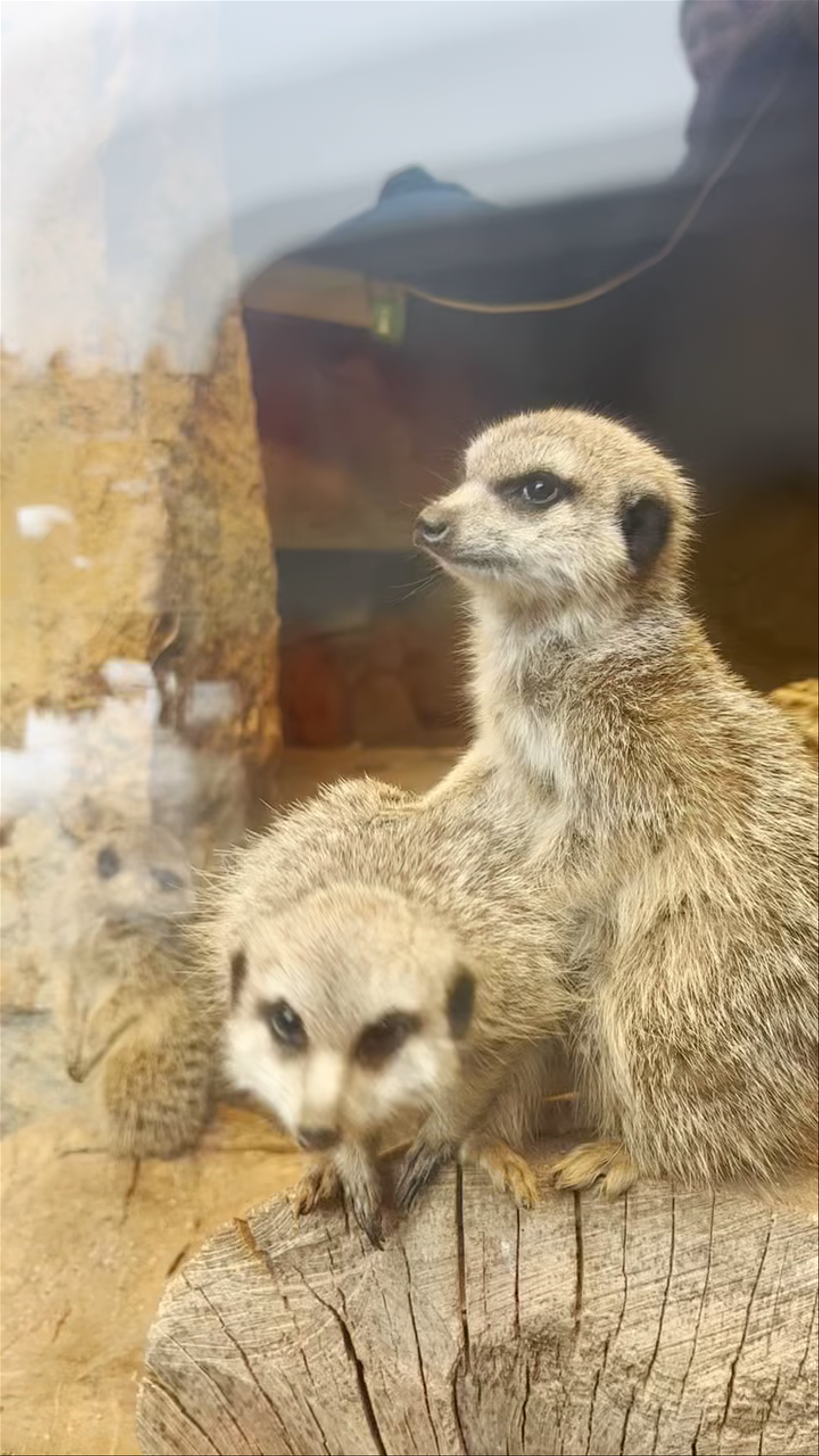 Enchanting Moments with Meerkats at Prague Zoo