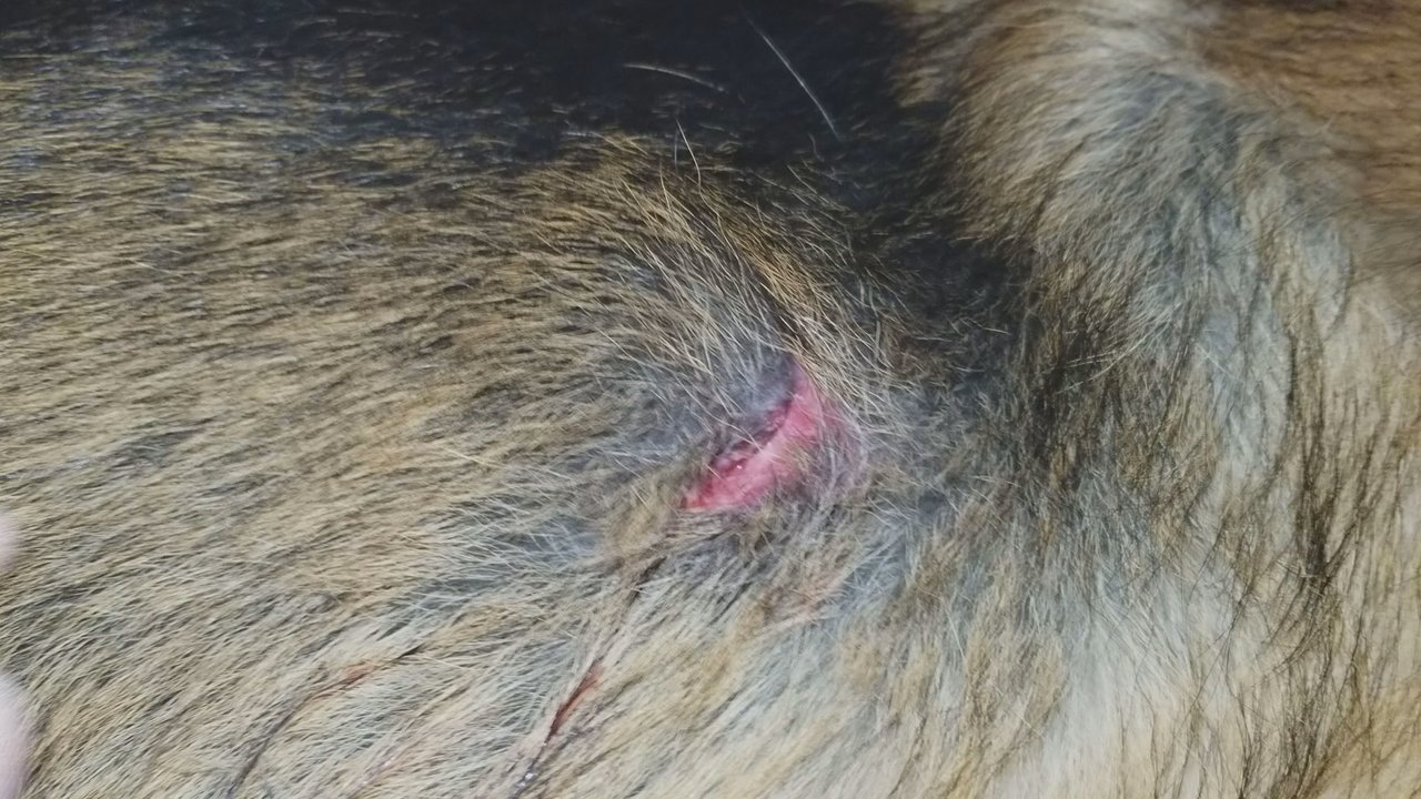 Funnybones for Dogs - Pet Boarding Near Me - Lilburn, Georgia