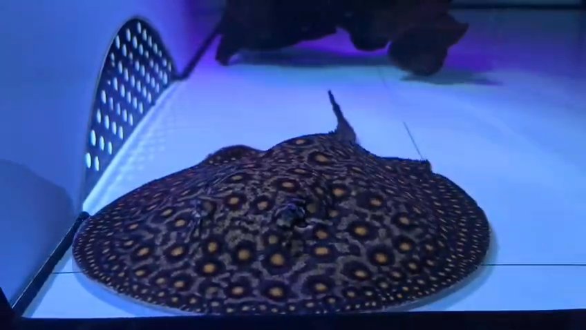 Motoro stingray