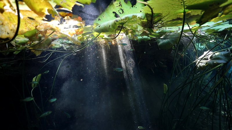 Freshwater Vegetation in Yucatan, Mexico poster