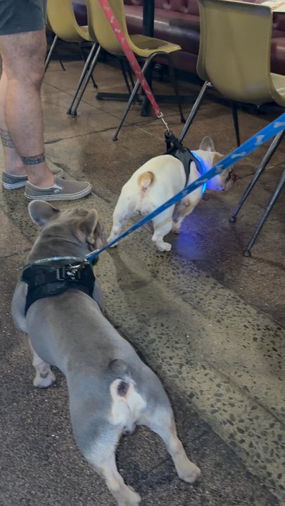 Aloha Beer - Pup friendly - Breweries Near Me - Honolulu, Hawaii