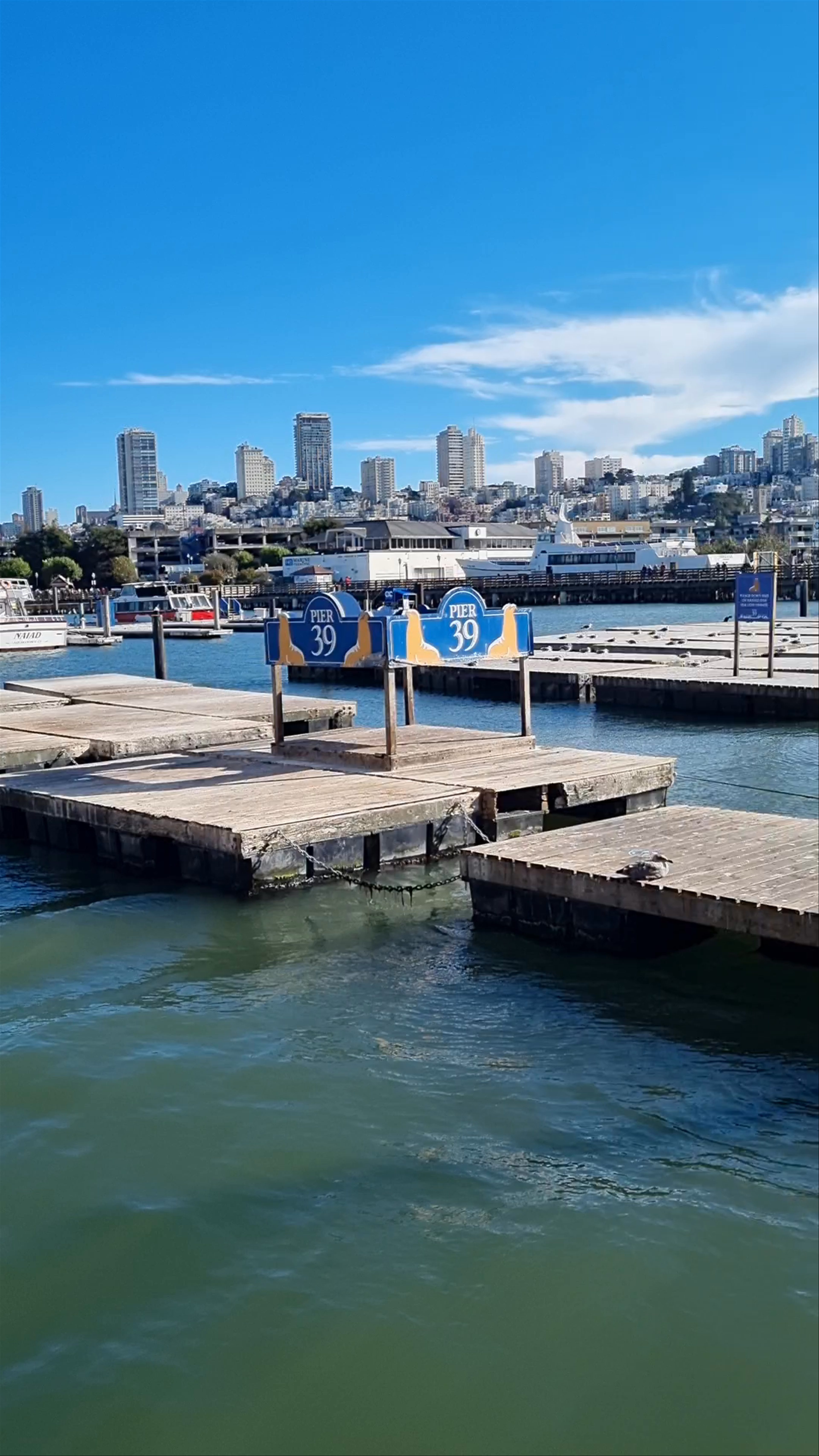Pier 39: Sea Lion Sunbathing and San Francisco Waterfront Views