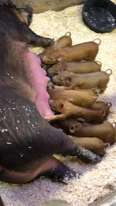 Deerfield Fair - Mama and babies! - Festivals Near Me - Deerfield, New Hampshire