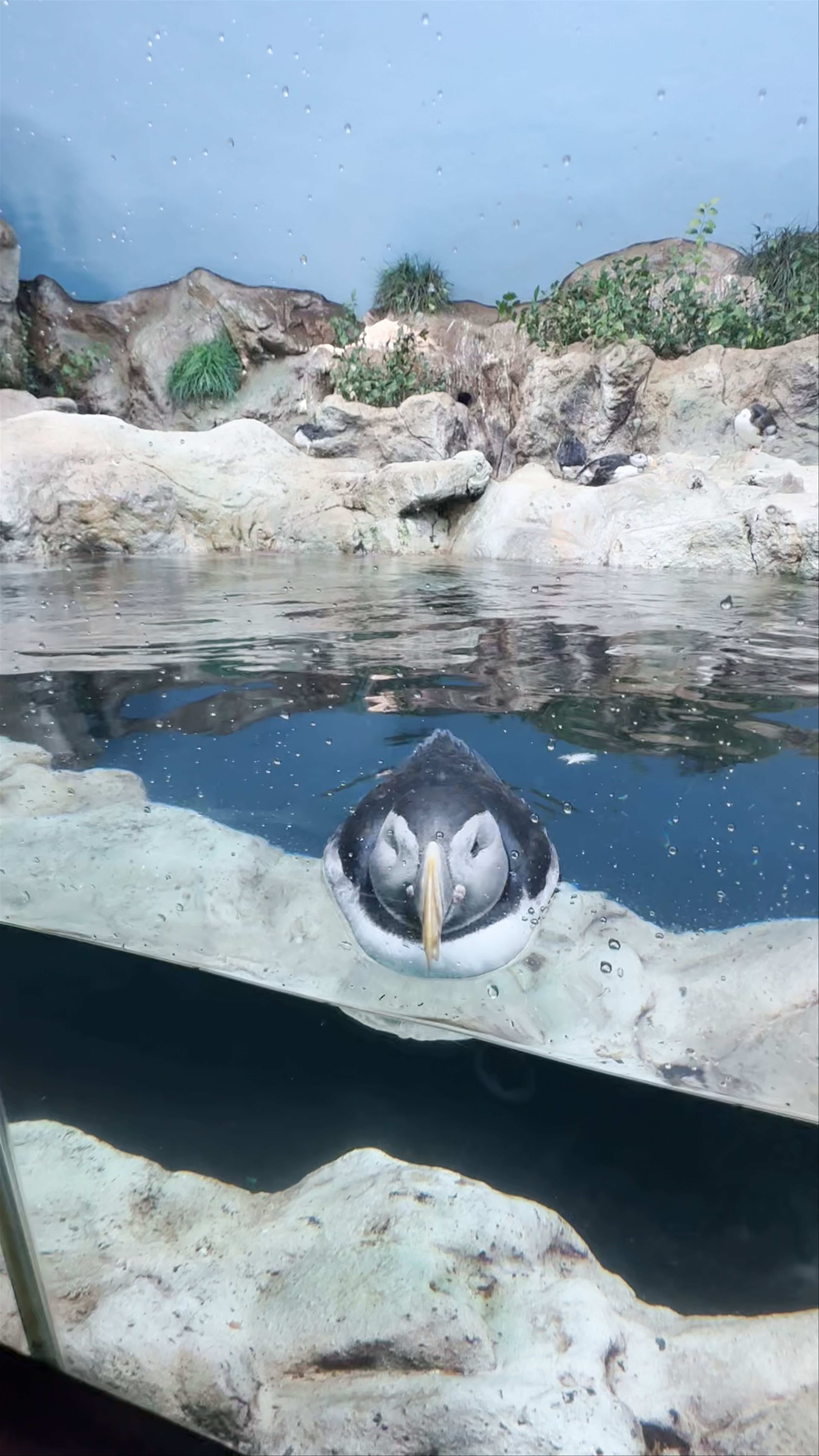 Loro Parque Fundación