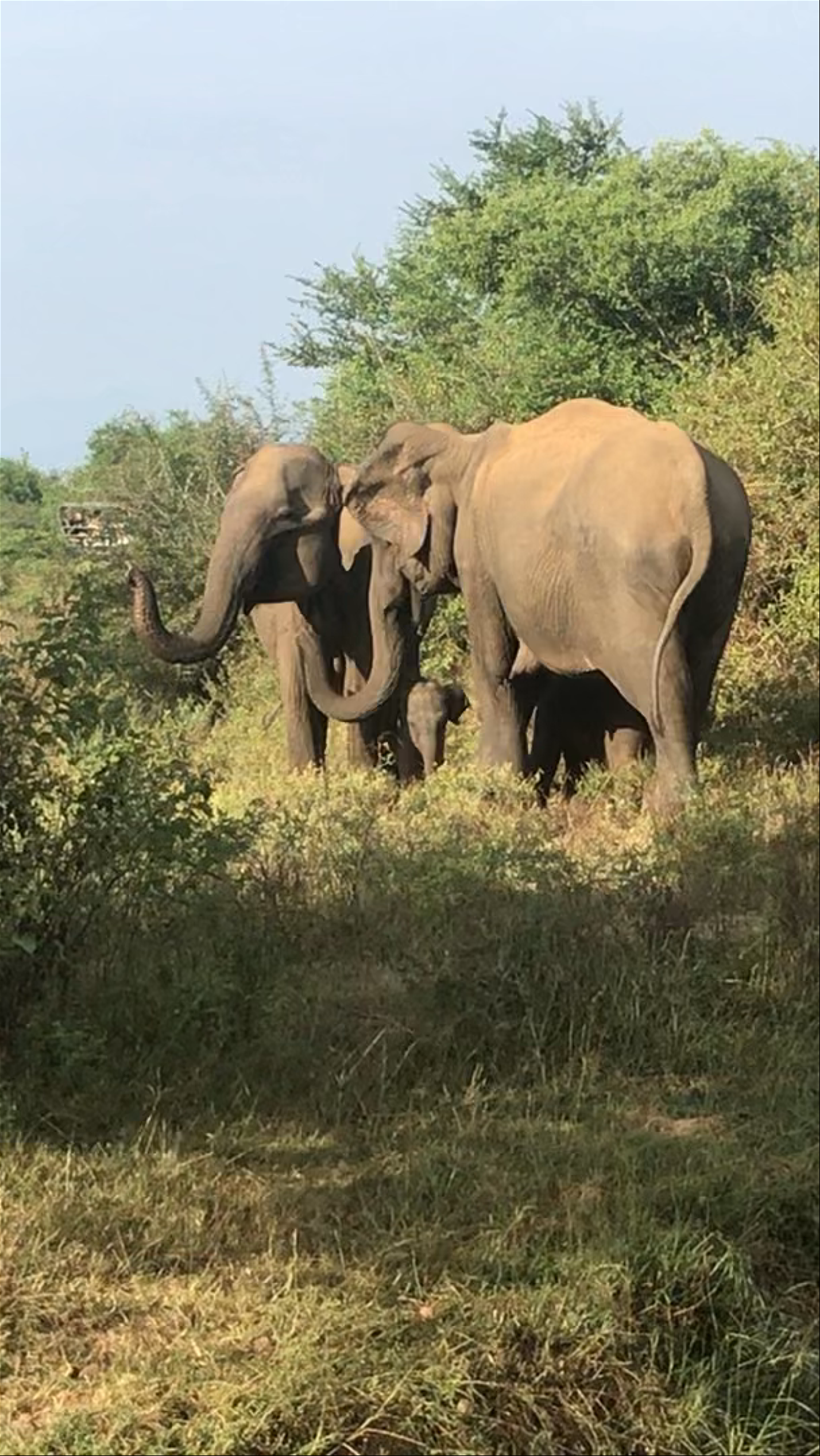 Udawalawe National Park