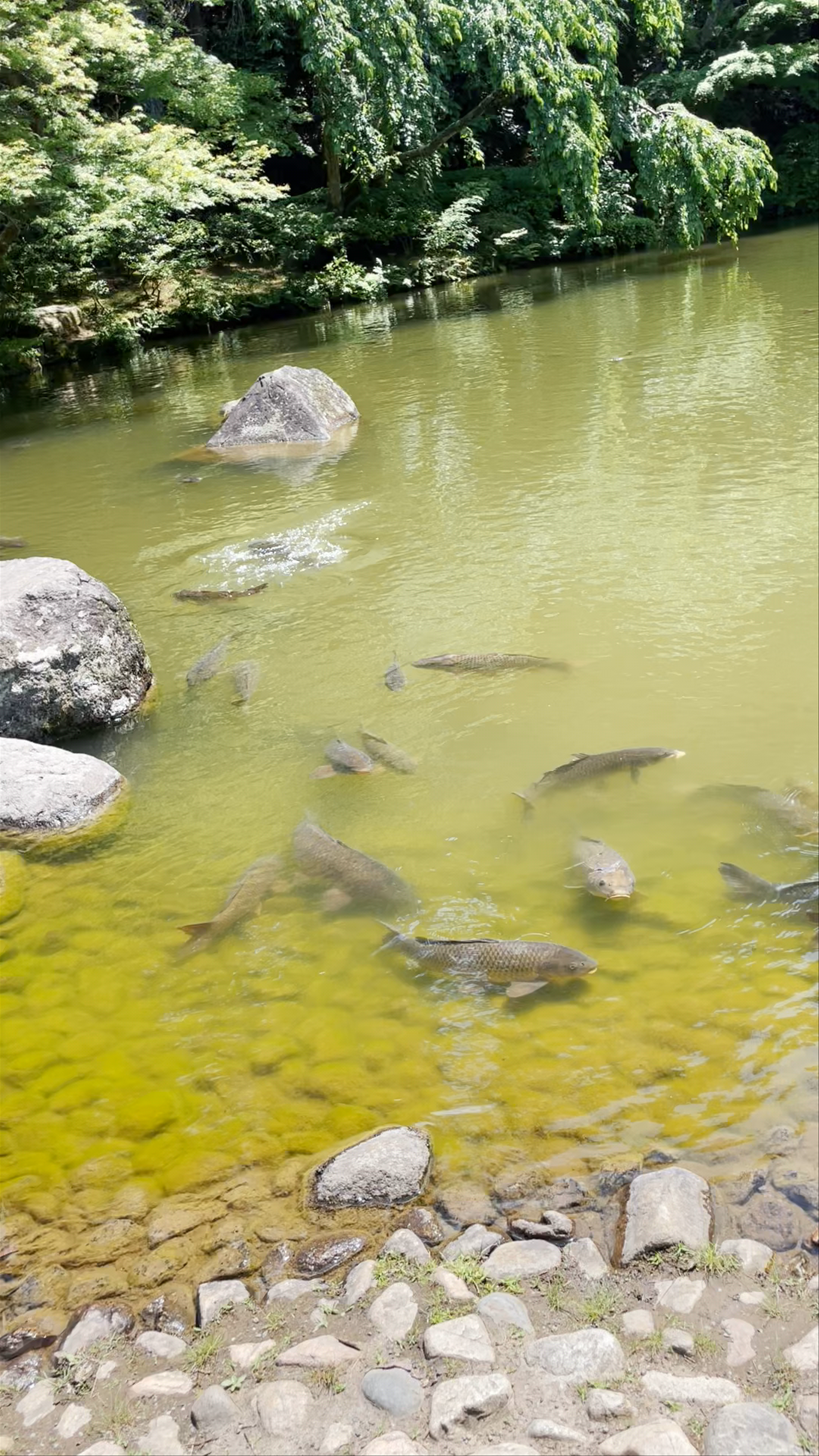 Ryuju Pond