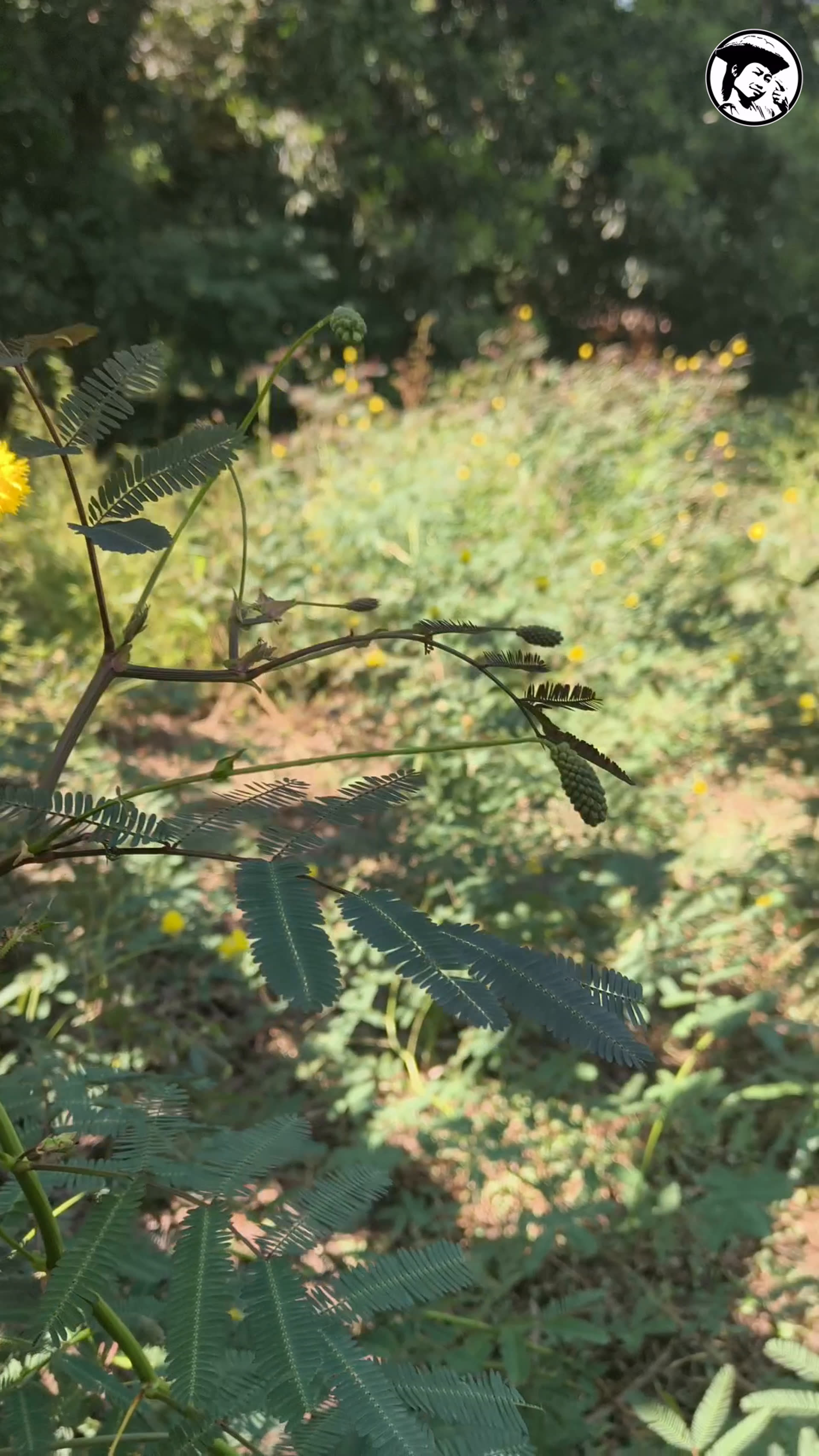 Water mimosa at Prempavee Farm