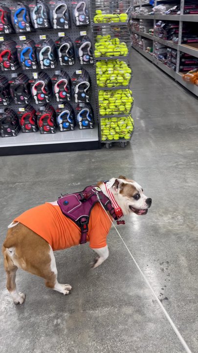 Pet Club - Bella enjoying walking around the store. - Pet Stores Near Me - Colma, California