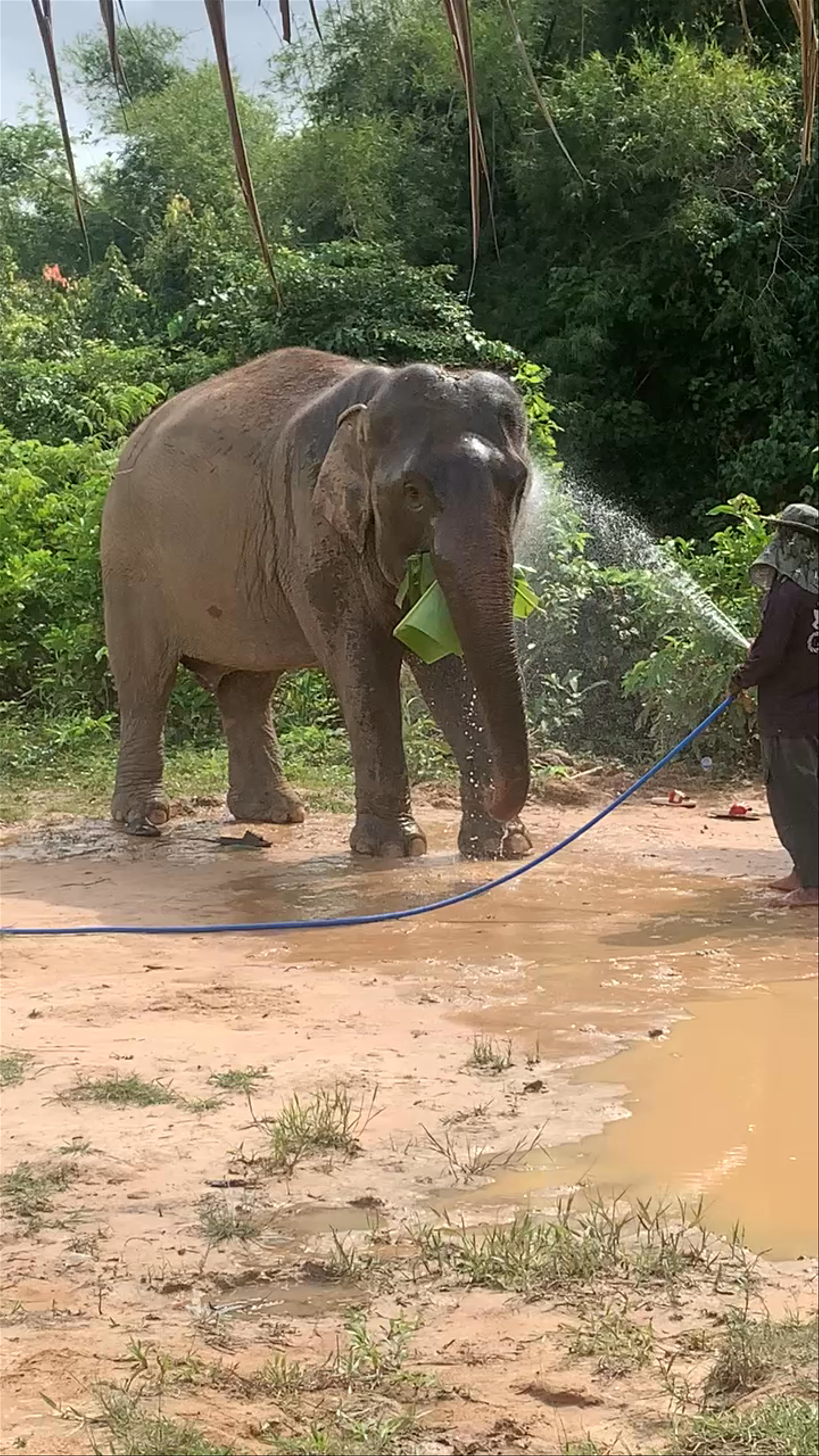Cambodia Elephant Sanctuary Siemreap Cambodia