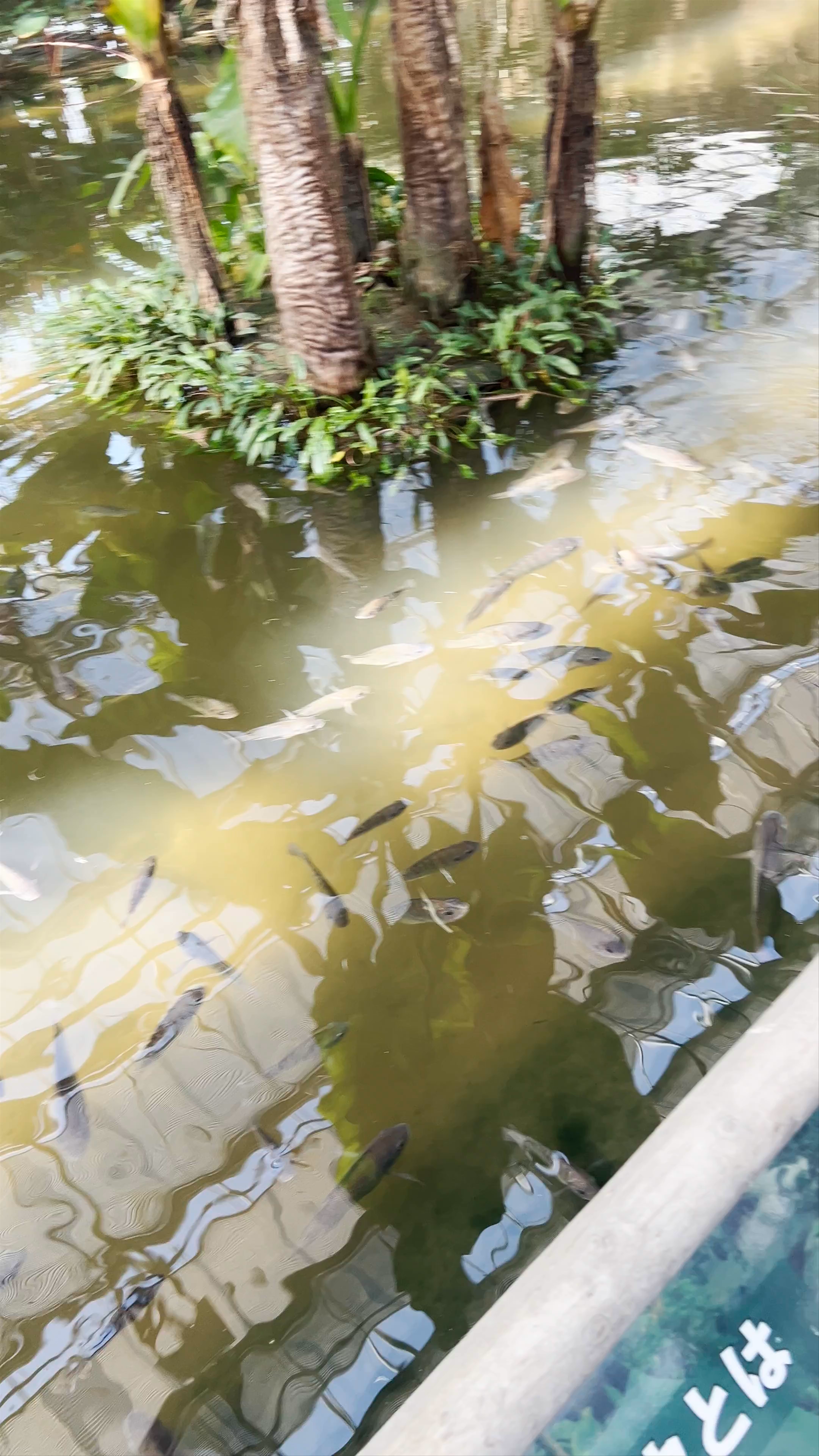 Shoebill Ecological Garden: Tranquil Waters and Subtle Nature in Kobe