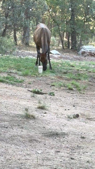 Cabins at Creekside - Good morning - Vacation Rentals Near Me - Payson, Arizona