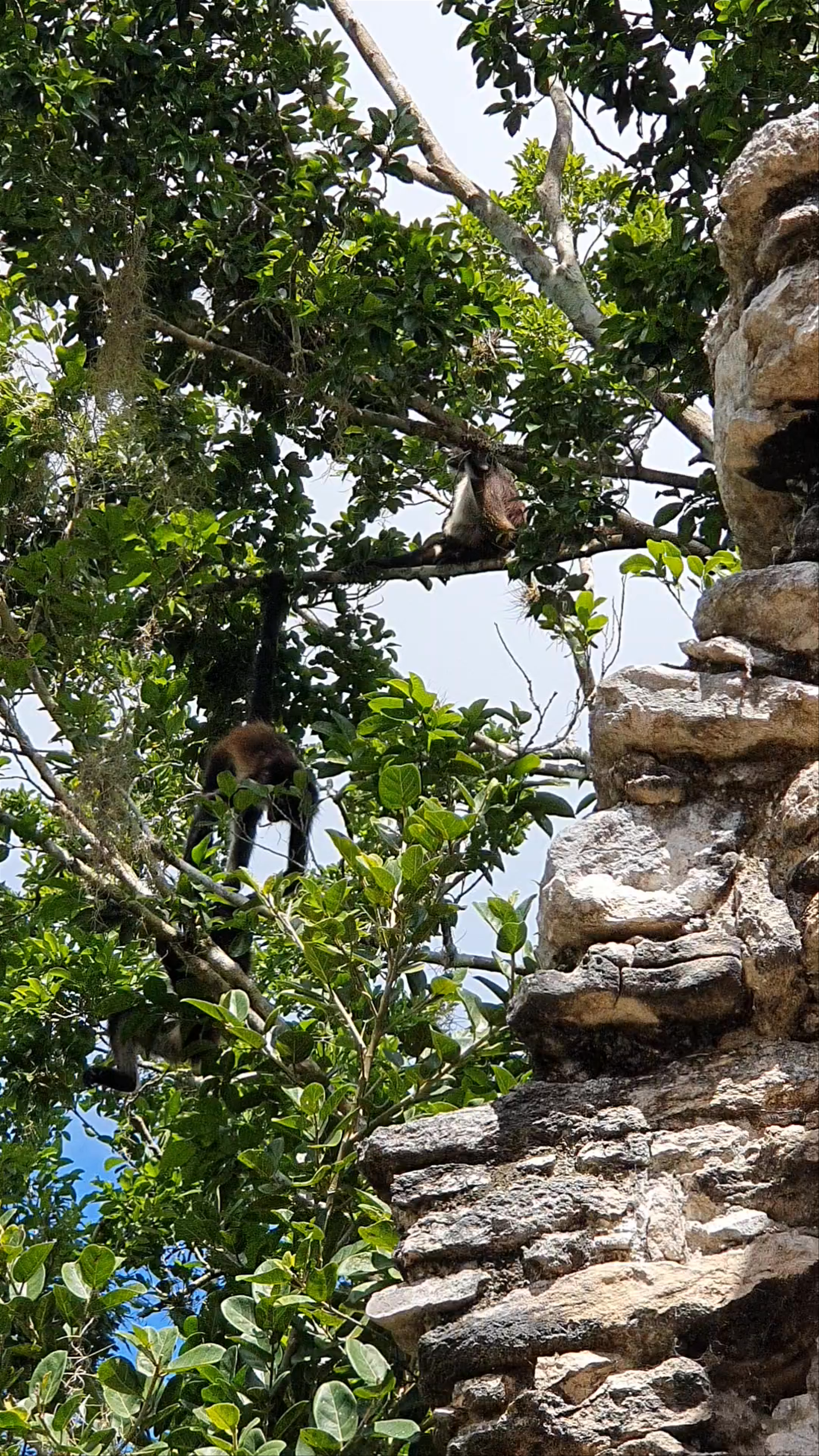 Wildlife and Ancient Ruins in Calakmul Biosphere Reserve, Mexico