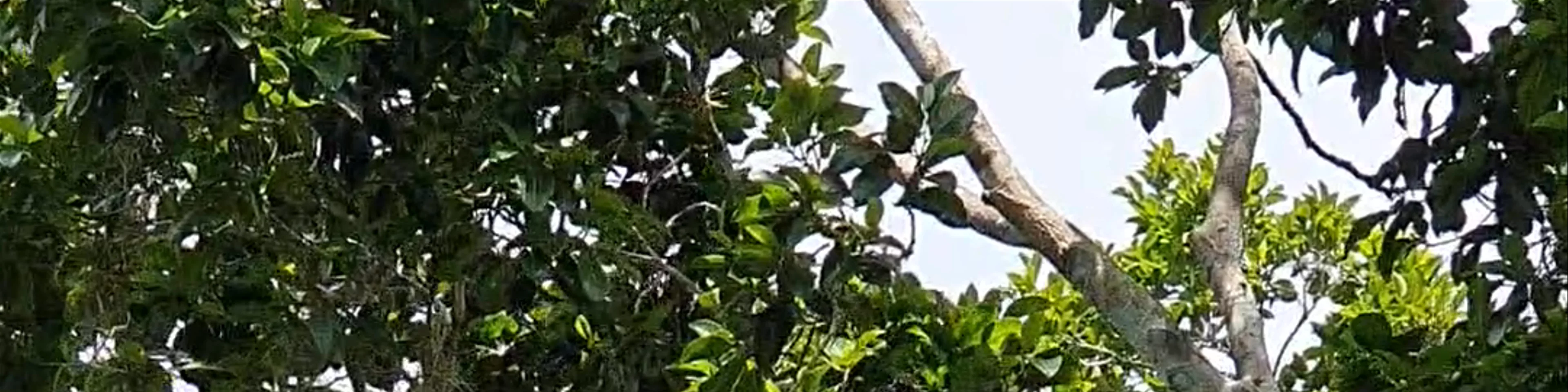 Reserva de la Biosfera Calakmul