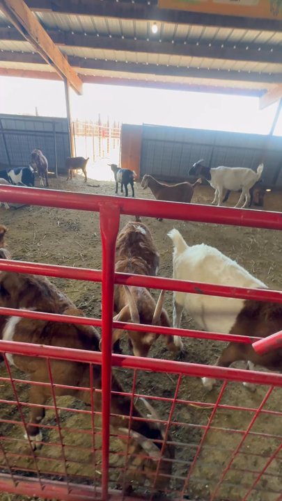 DUTCH HOLLOW FARMS - Updated July 2026 - 250 Photos & 120 Reviews ...