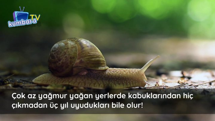 thumbnail Kış Uykusu