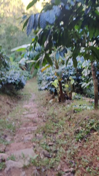 Photo of Plantation Trek