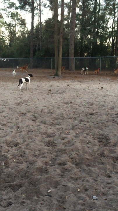 Empie Park - My babies had a blast - Playgrounds Near Me - Wilmington, North Carolina
