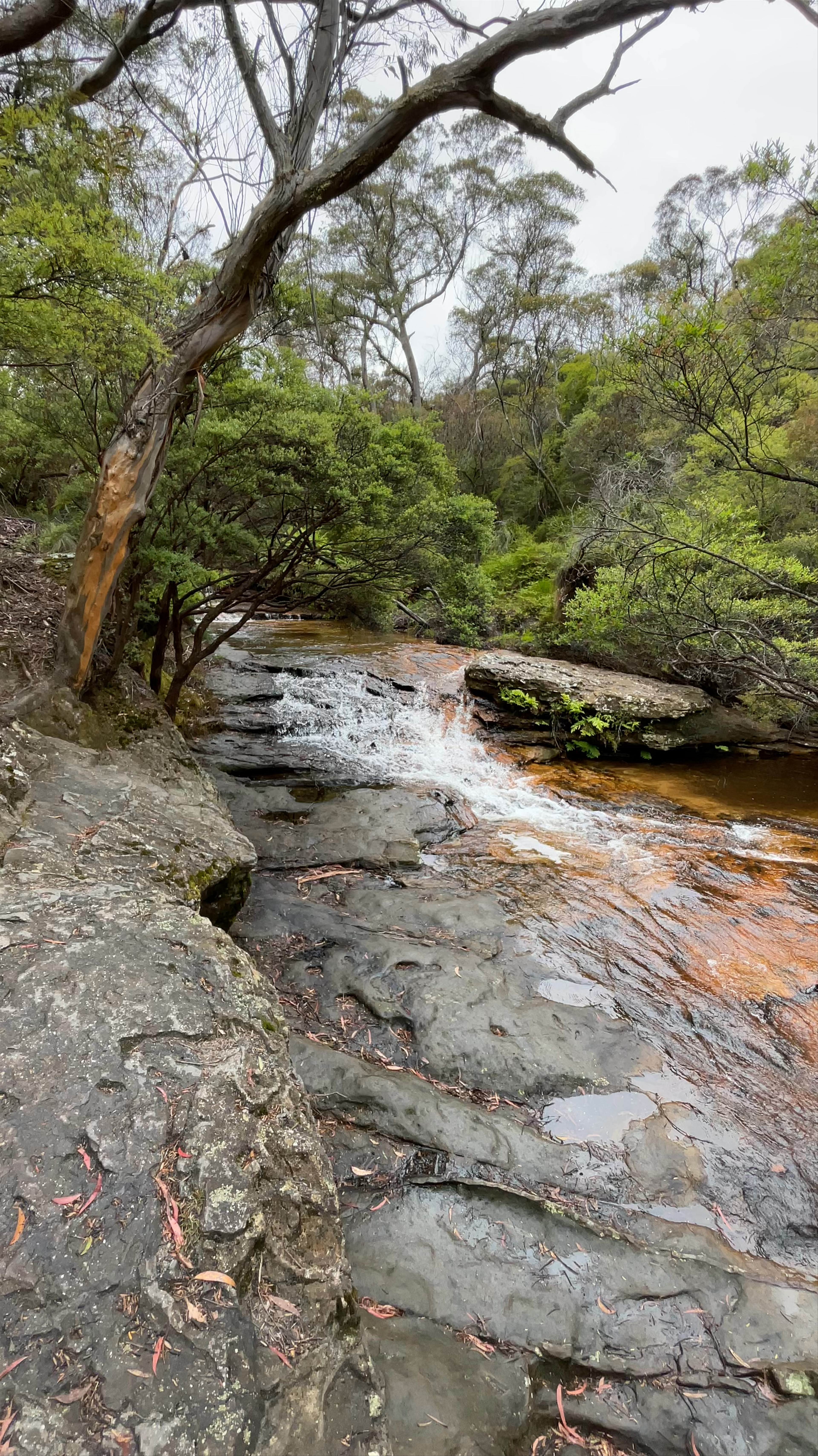 Jamison Creek