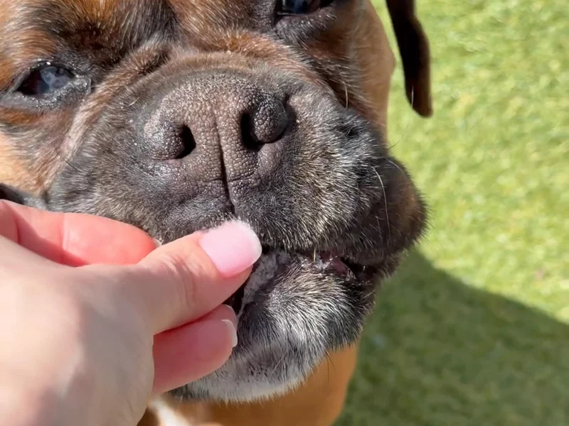 Digestive K9 Gut Health Chews