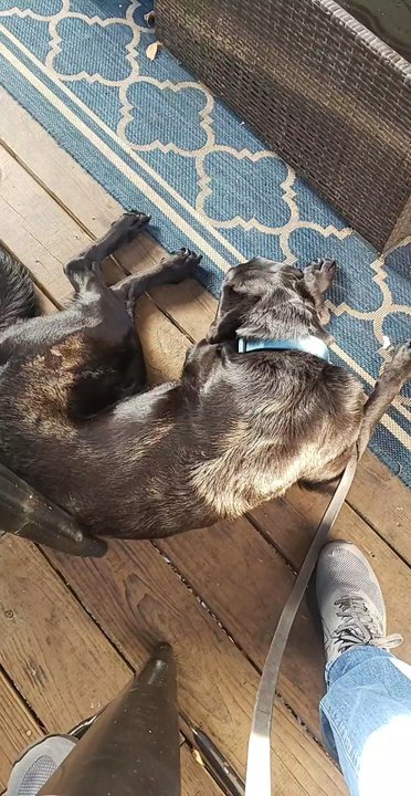 The Shacks - Dog Parks Near Me - The Colony, Texas