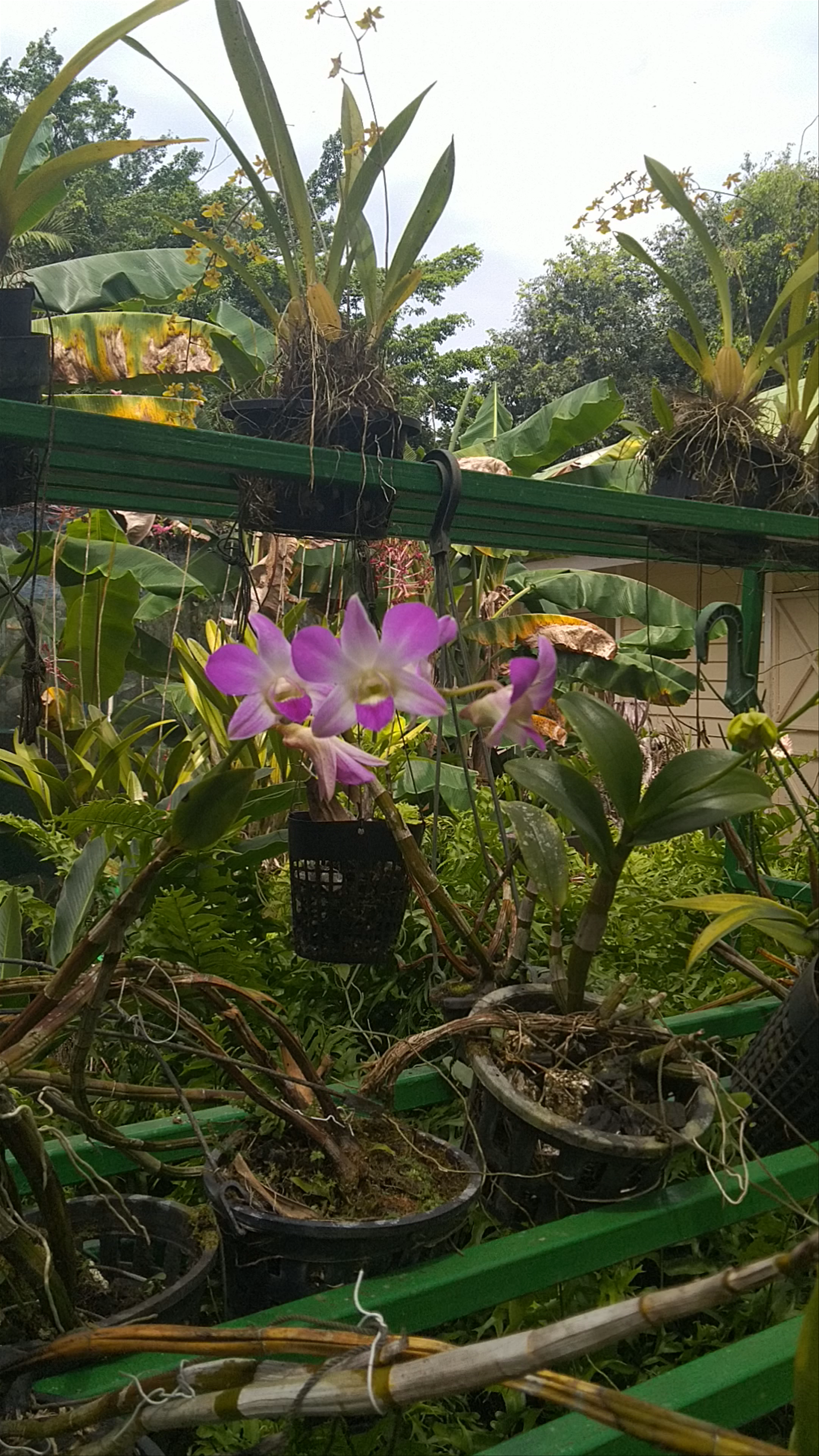 Gamboa Rainforest Resort Butterfly Garden and Frog Exibit