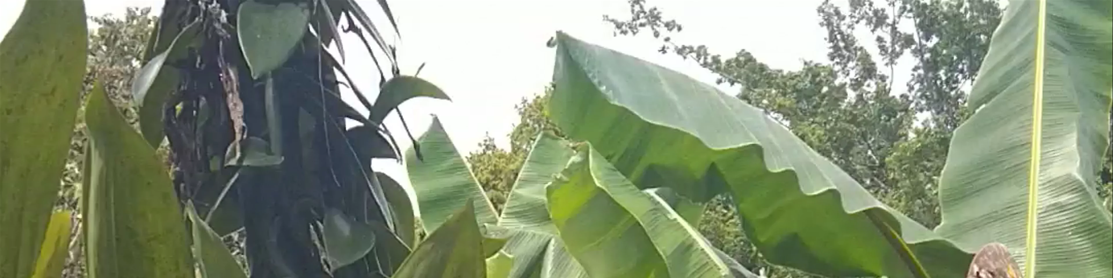 Gamboa Rainforest Resort Butterfly Garden and Frog Exibit