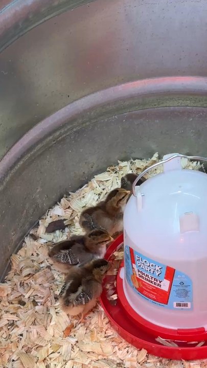 Tractor Supply - Drinking chicks - Hardware Stores Near Me - Riverview, Florida