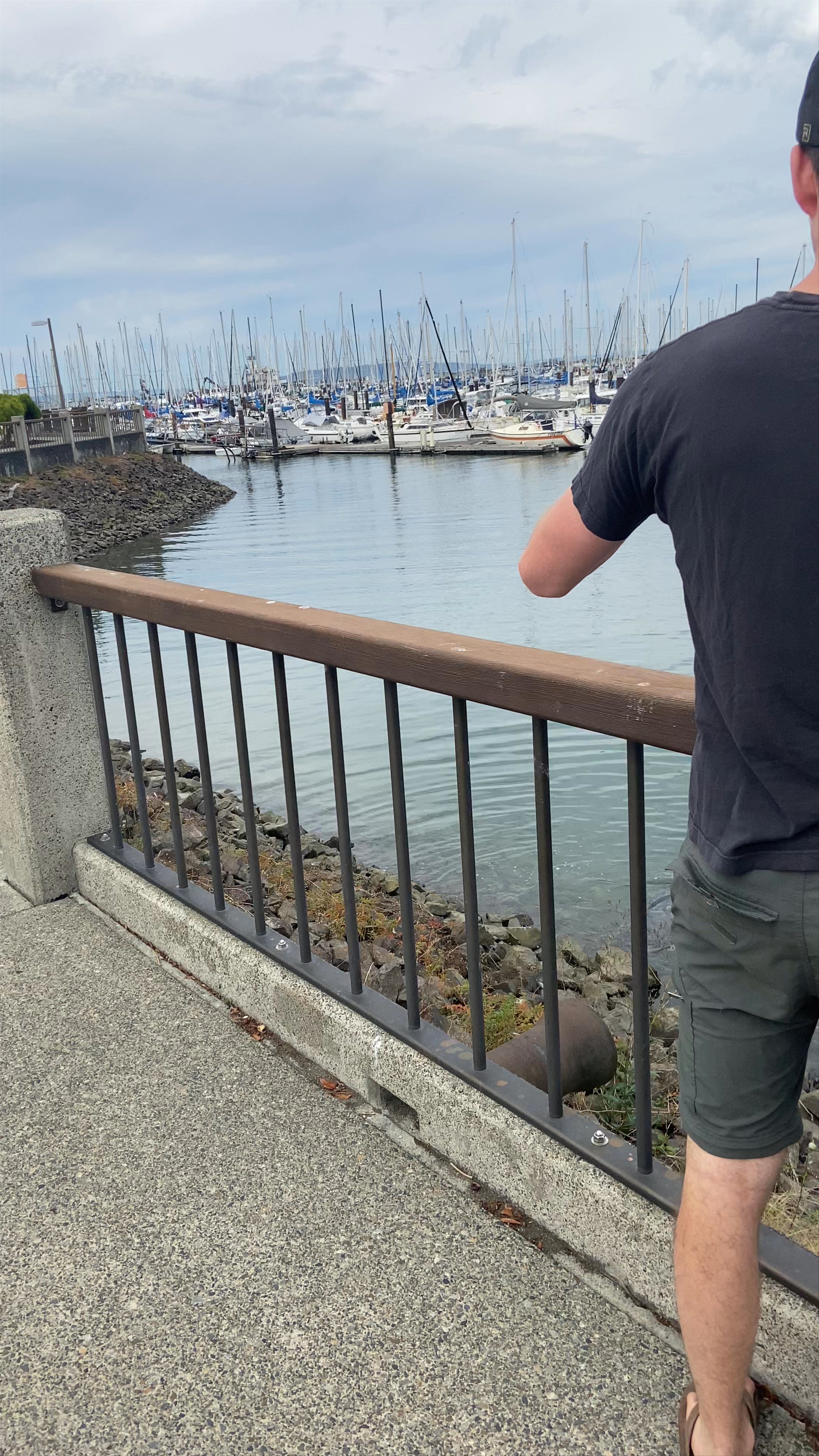 Seals at Everett Marina