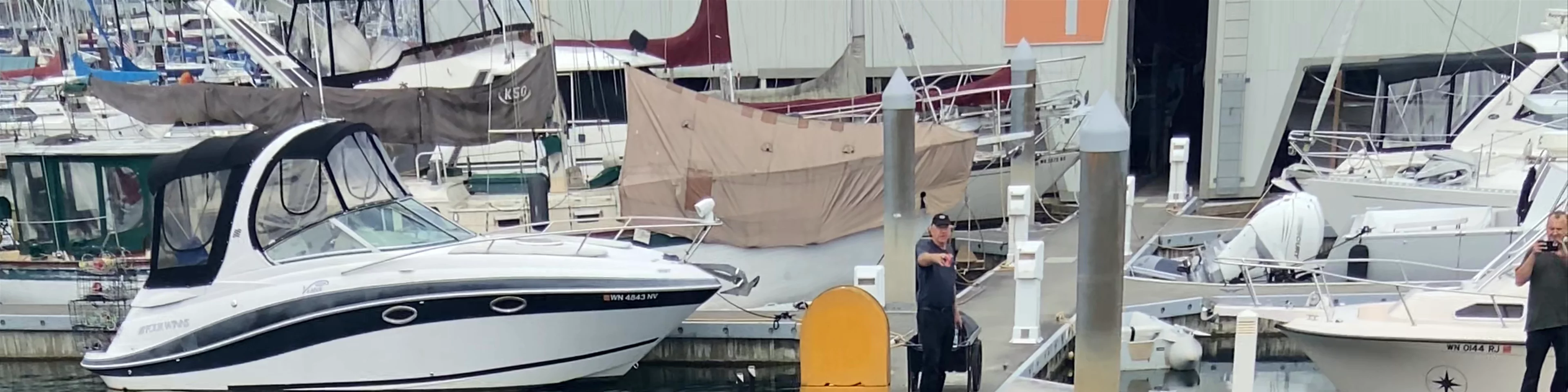 Seals at Everett Marina