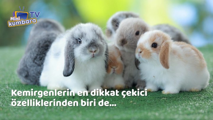 thumbnail Kemirgenler