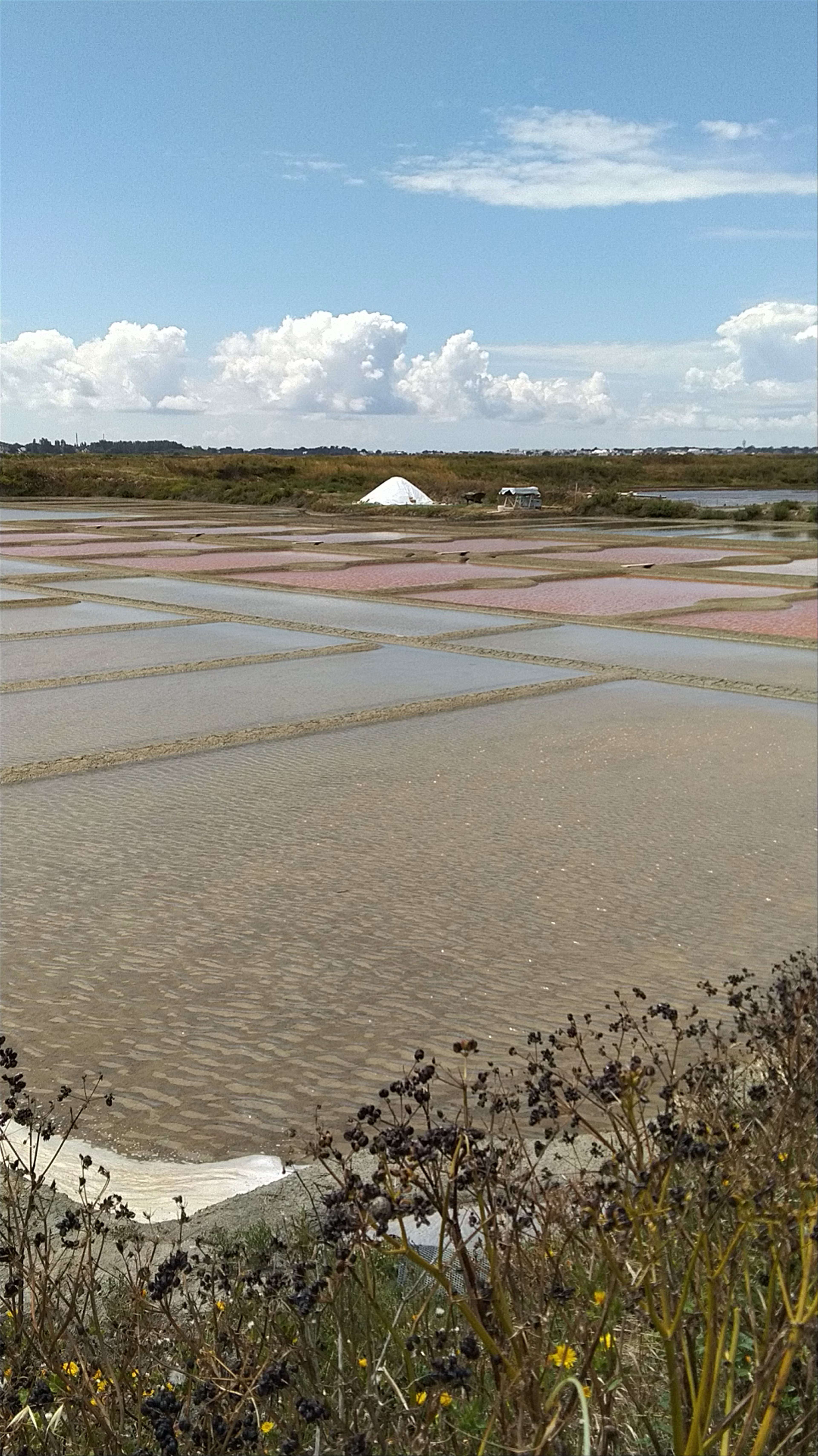 Salt marshes of Guérande