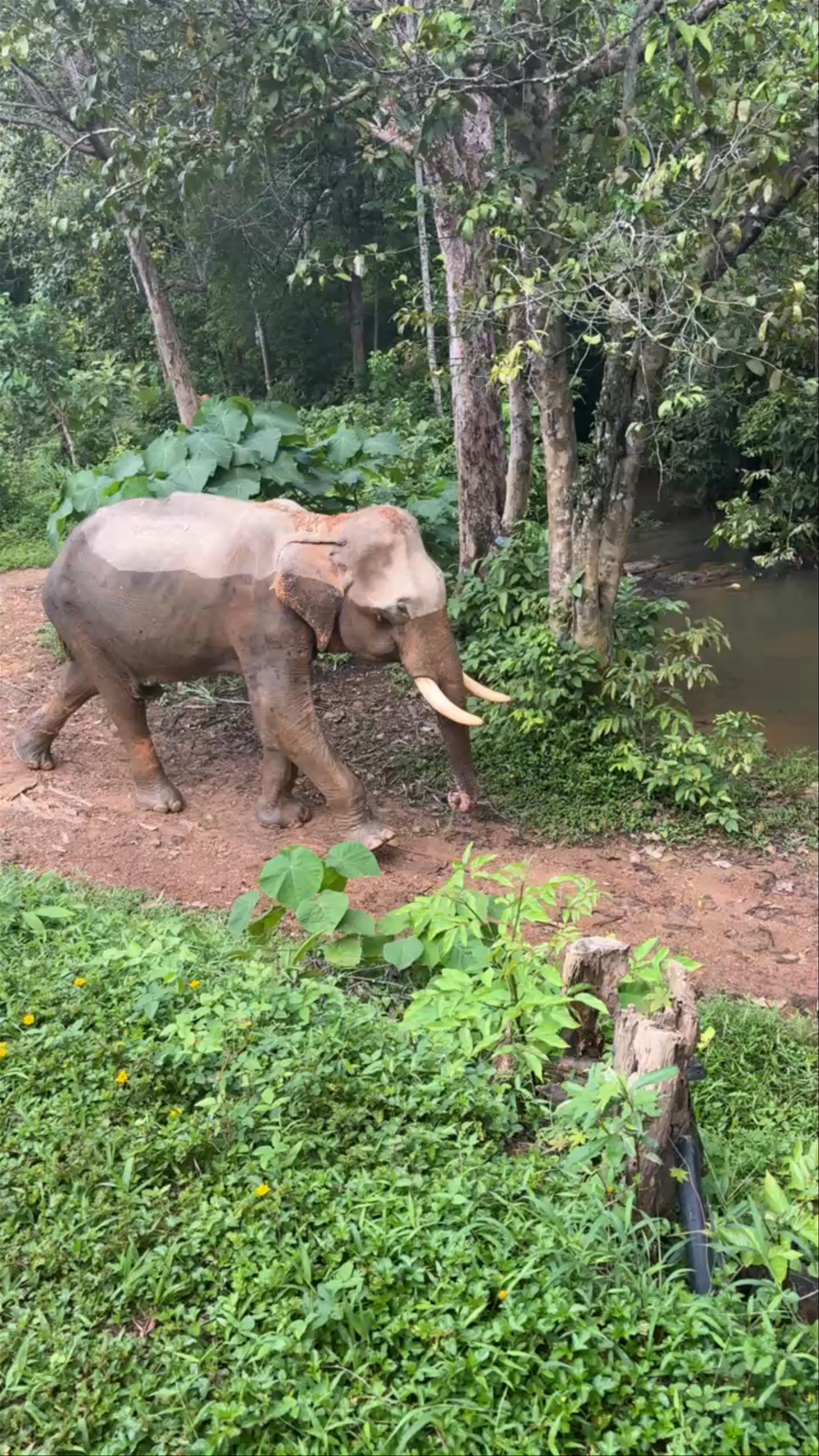 Following Giants: Ethical Elephant Sanctuary in Koh Lanta, Thailand