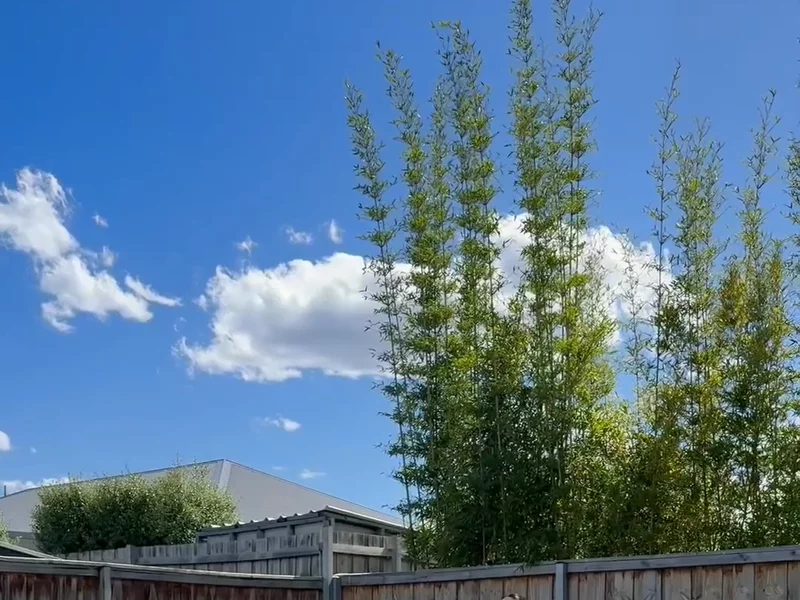 Video for WAHU - example