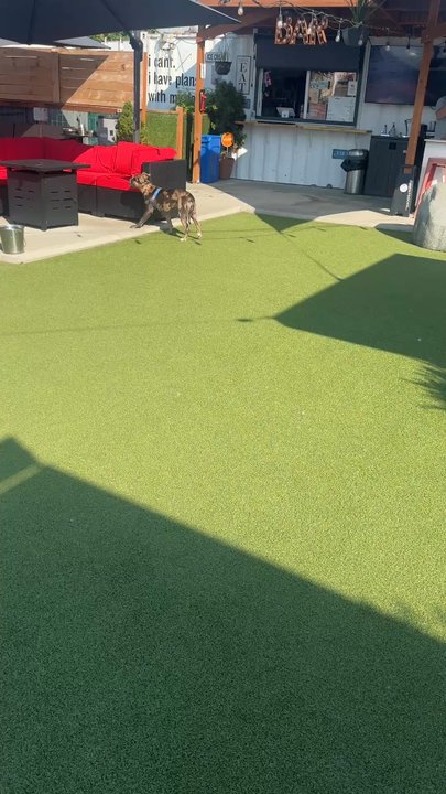 Dog Yard Bar - Before the others arrived! Great vid to see the amazing space! - Dog Parks Near Me - Seattle, Washington