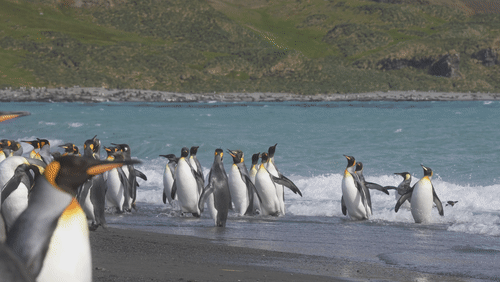 King Penguins on Saint Georgia Island animated gif