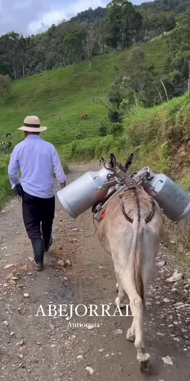 Contenido del creador