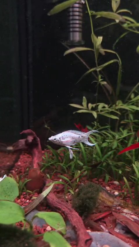 Common molly