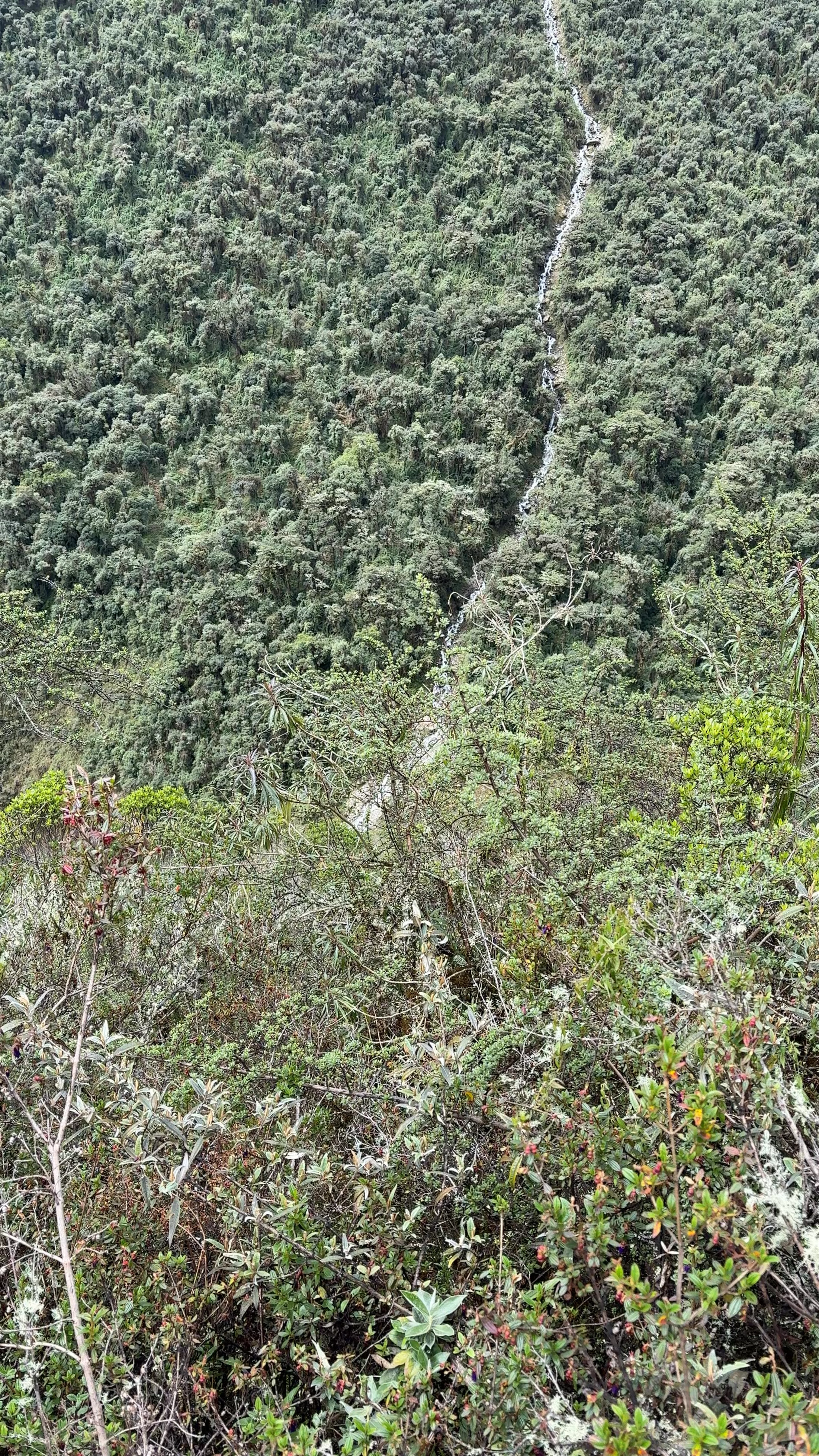 Campin Inca Tequila