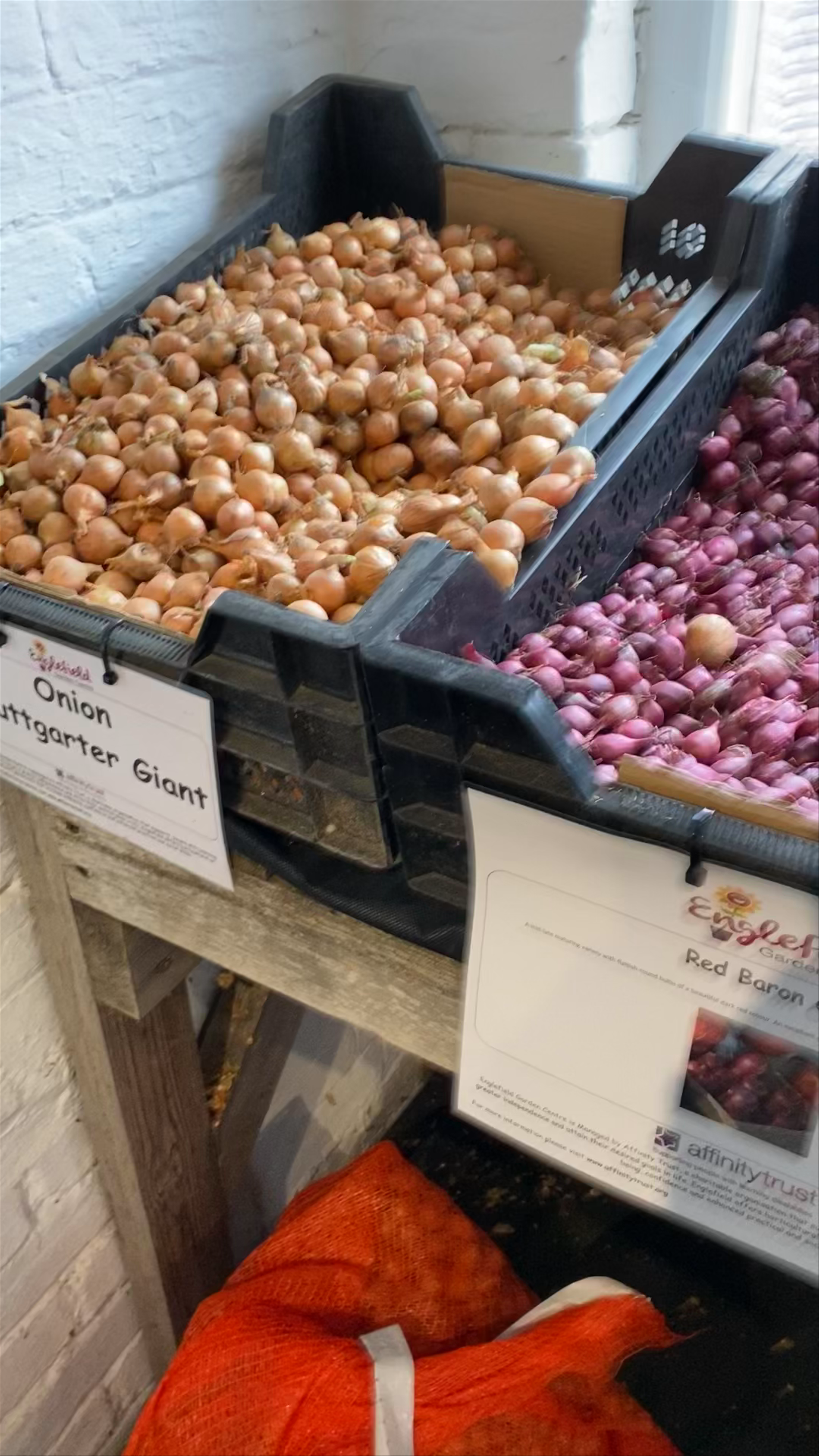 Englefield Garden Centre: A Cozy Corner for Onion Varieties in Reading