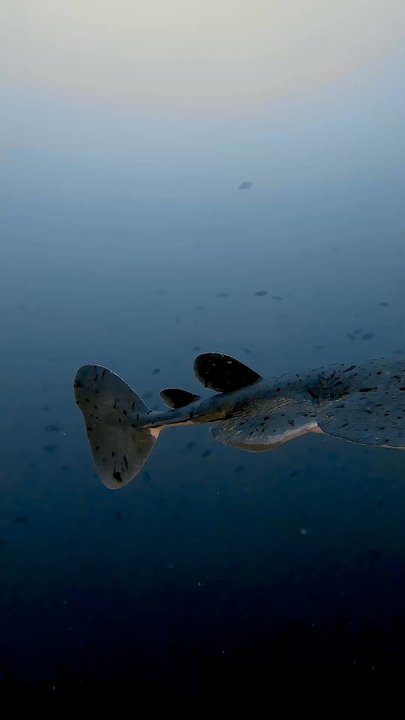Divers West Scuba - Electric ray at Farnsworth Banks - Scuba Diving Near Me - Pasadena, California