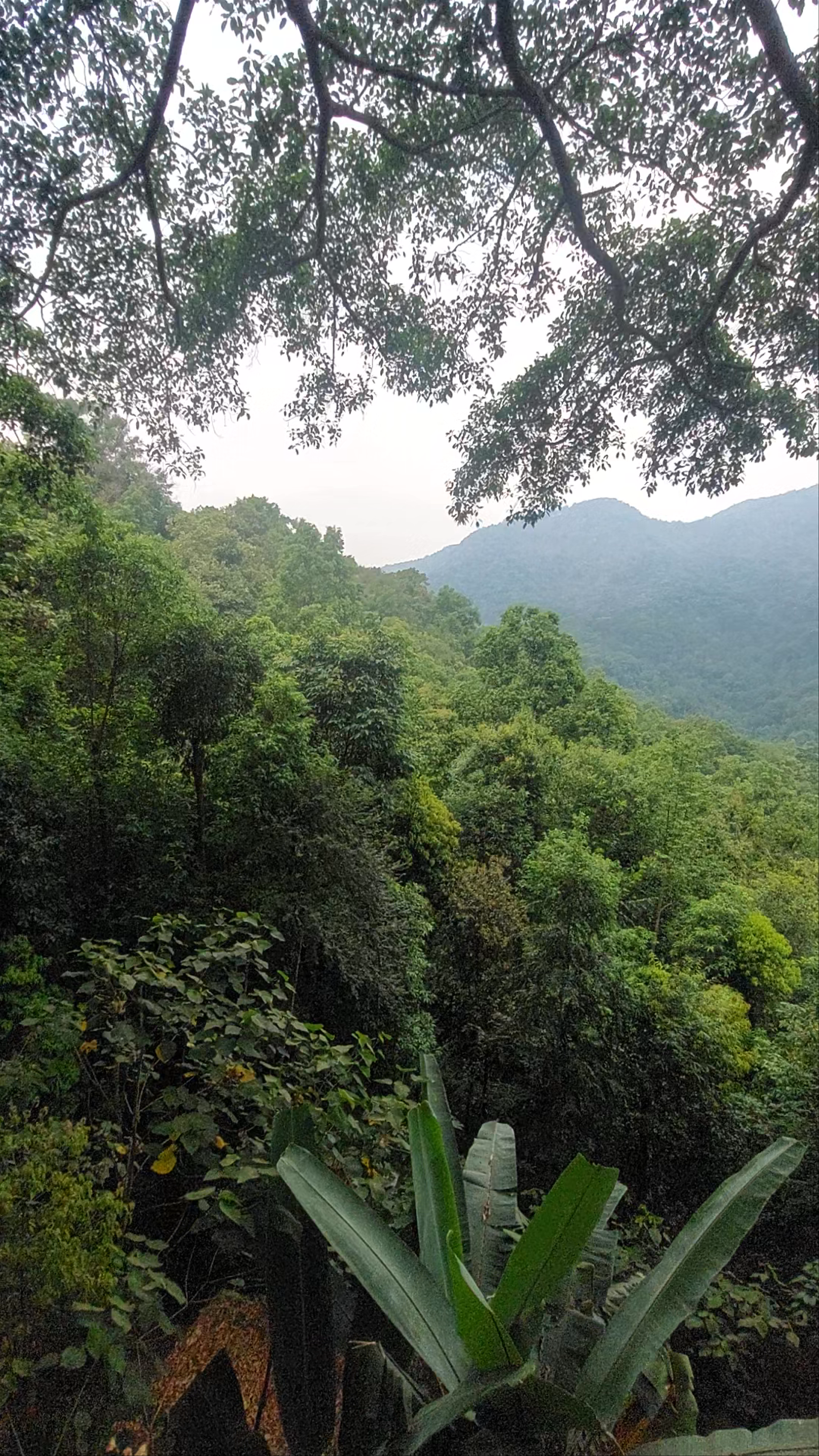 The Giant Chiangmai Thailand